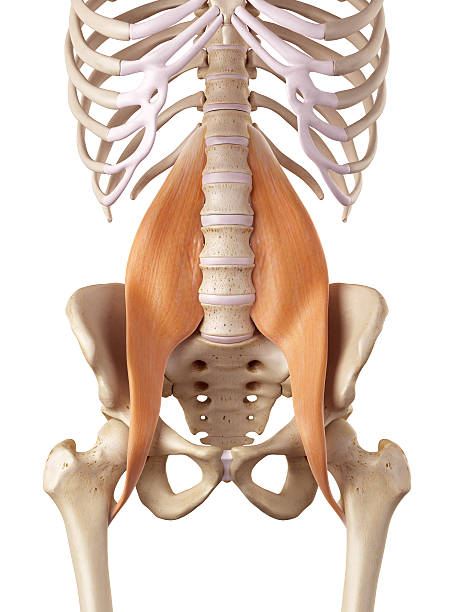 Psoas Muscle Stretches - medical accurate illustration of the psoas major