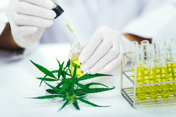 What is CBD Oil For Pain Relief? - scientist in laboratory testing cbd oil extracted from a marijuana plant. Healthcare pharmacy from medical cannabis.