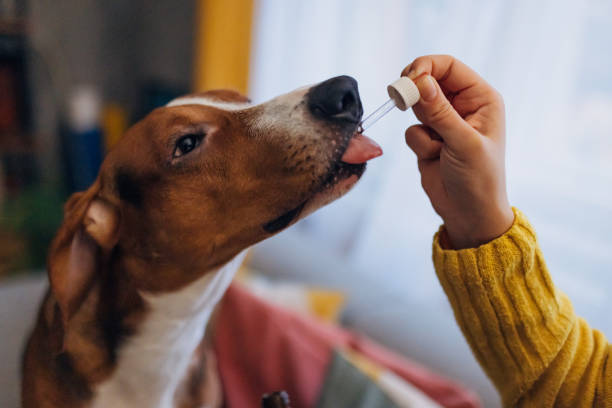 An unrecognizable woman gives her dog drops of cannabis oil, which relieve pain and relieve stress