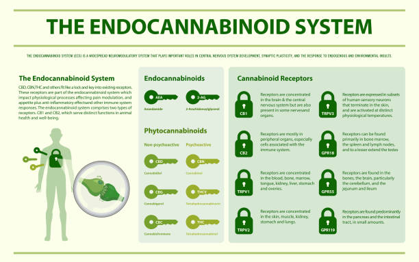 The Endocannabinoid System horizontal infographic illustration about cannabis as herbal alternative medicine and chemical therapy, healthcare and medical science vector.